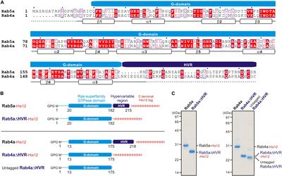 Membrane Tethering Potency of Rab-Family Small GTPases Is Defined by the C-Terminal Hypervariable Regions